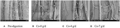 Feeding Sheep Cobalt and Oregano Essential Oil Alone or in Combination on Ruminal Nutrient Digestibility, Fermentation, and Fiber Digestion Combined With Scanning Electron Microscopy